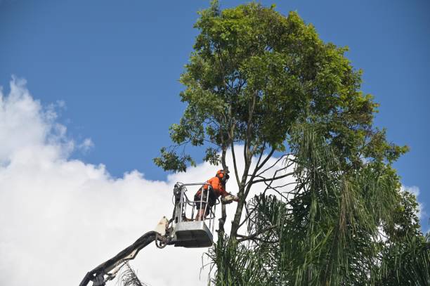 Reliable Dunnellon, FL Tree Services Solutions